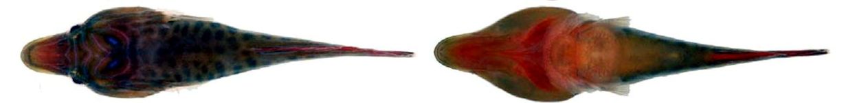 Lepadogaster lepadogaster_003